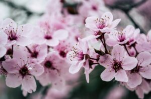 Christian counsellor in Abbotsford at Straight Path Counselling.